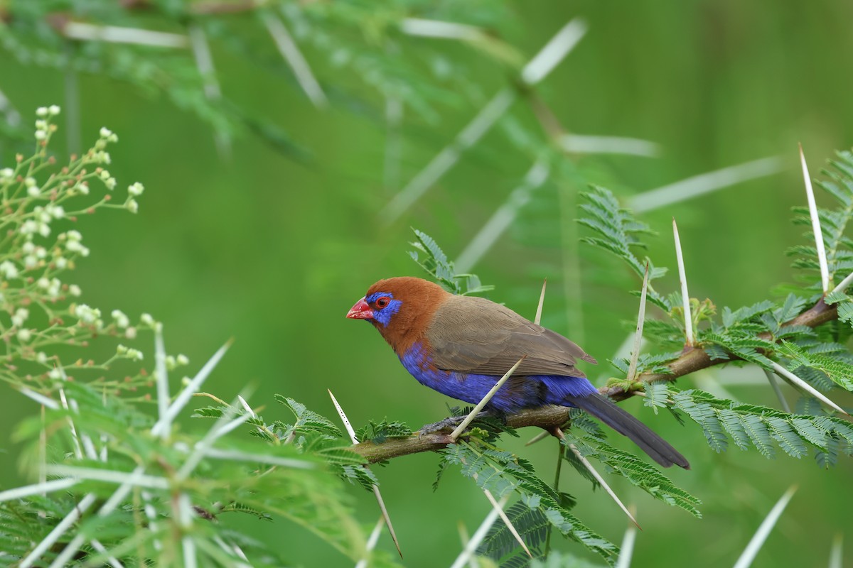 Purple Grenadier - ML645203799