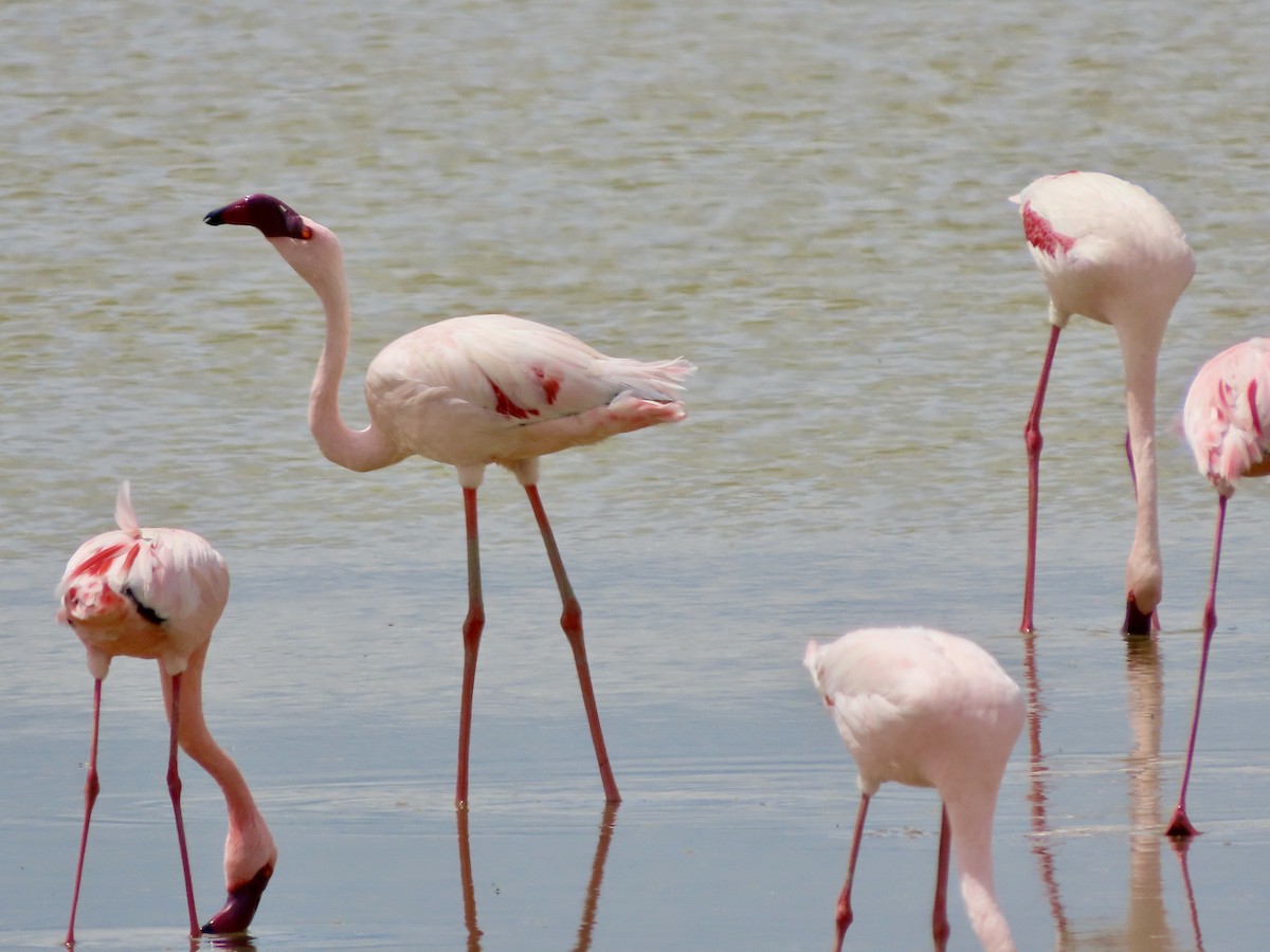 Zwergflamingo - ML645203800