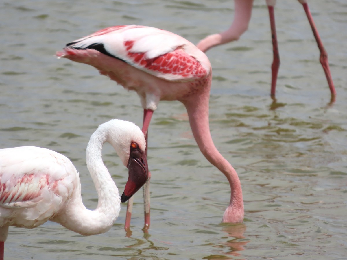 Zwergflamingo - ML645203801