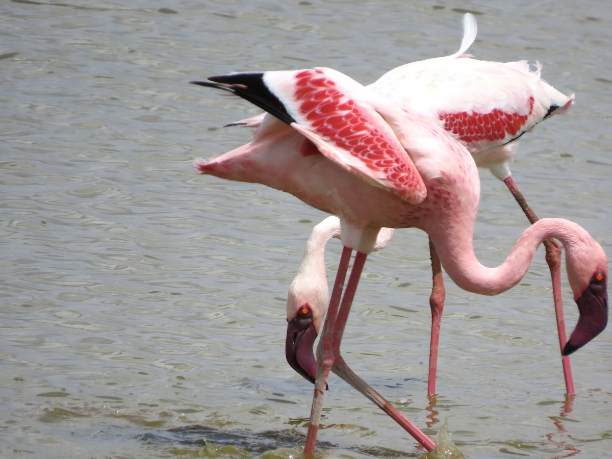 Zwergflamingo - ML645203802