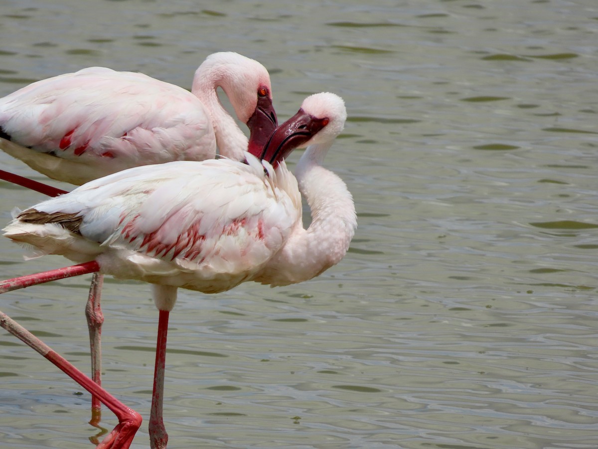 Zwergflamingo - ML645203803