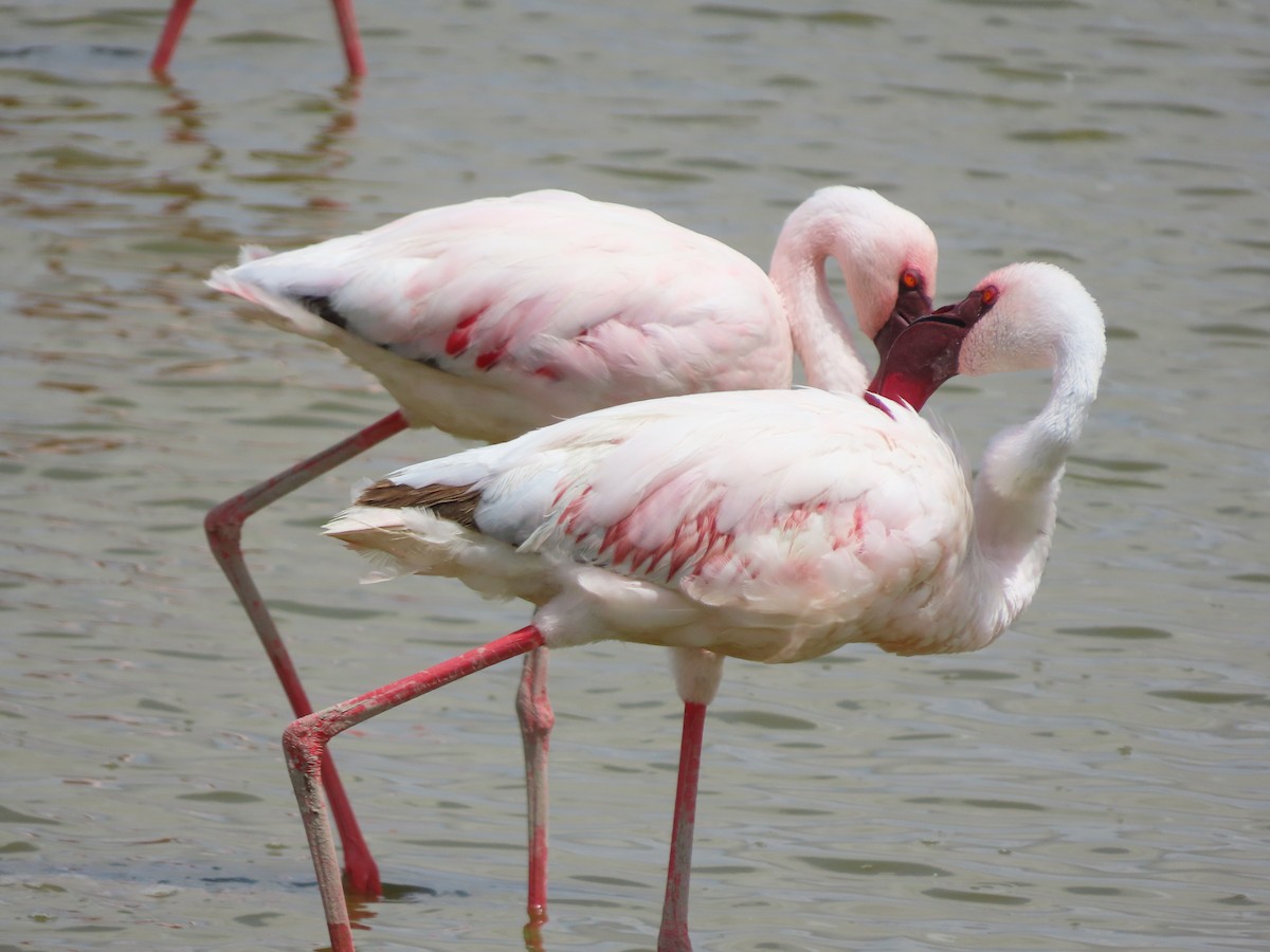 Zwergflamingo - ML645203804