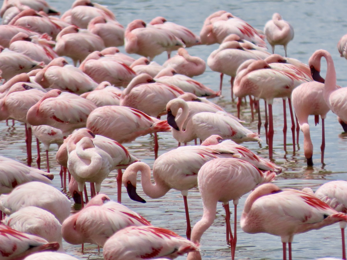 Zwergflamingo - ML645203805