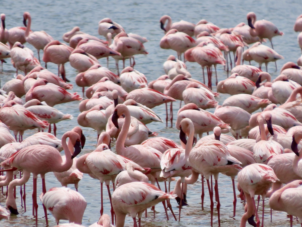 Zwergflamingo - ML645203806