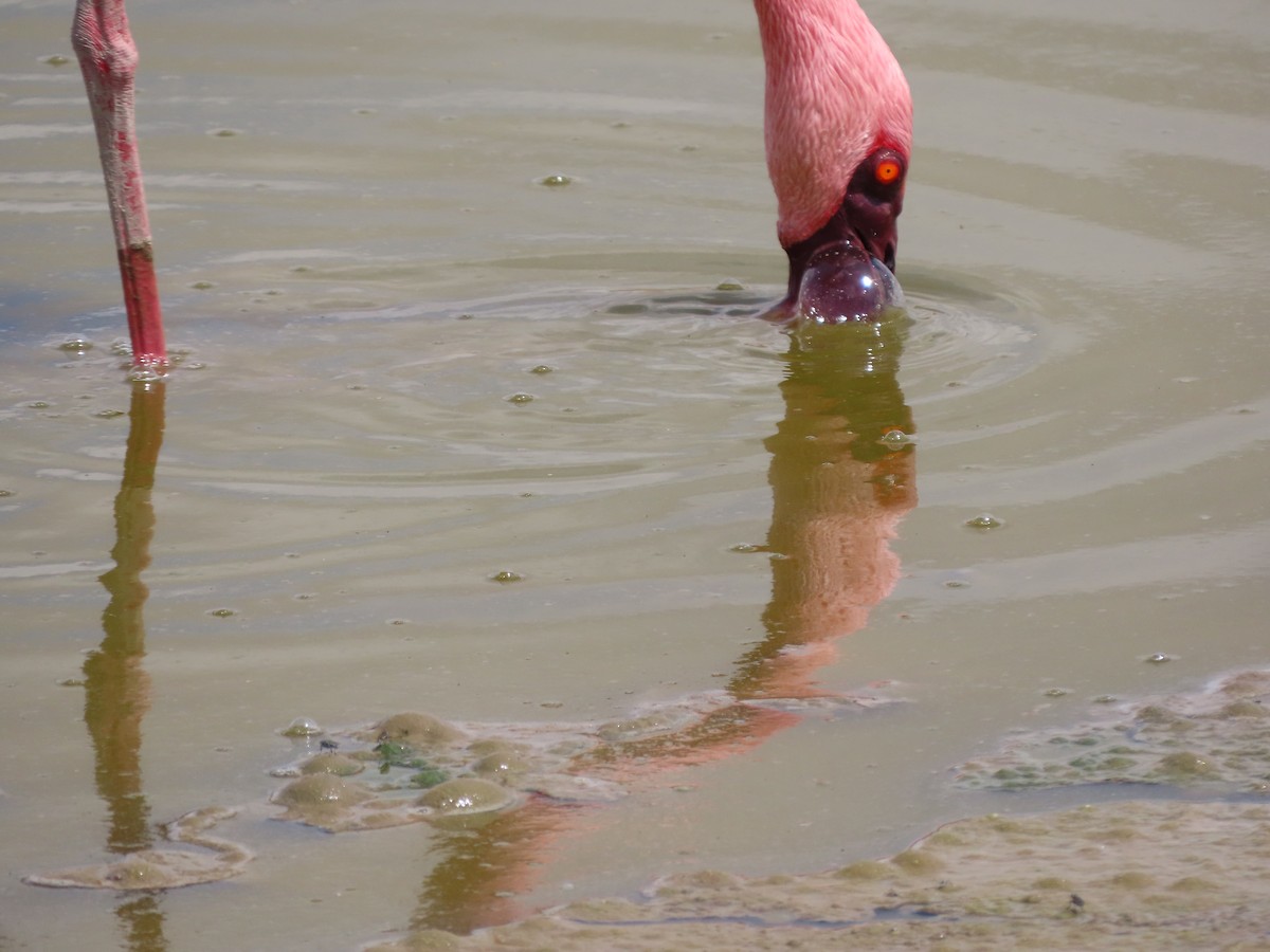 Zwergflamingo - ML645203807