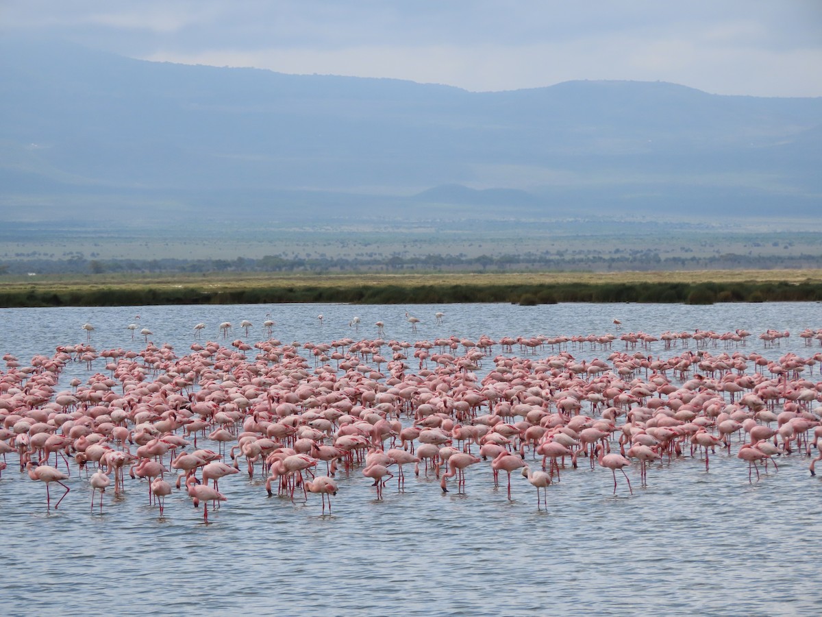 Zwergflamingo - ML645203808