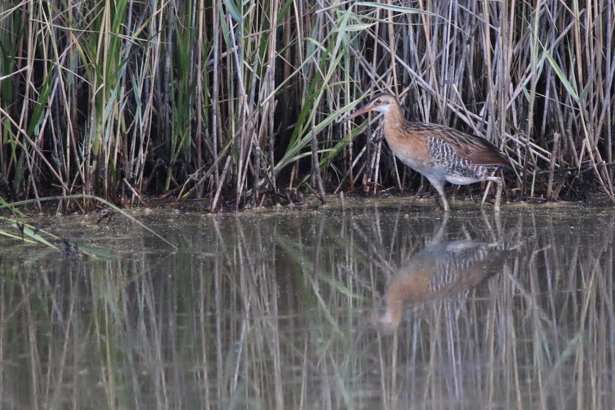 King Rail - Alex Cardona