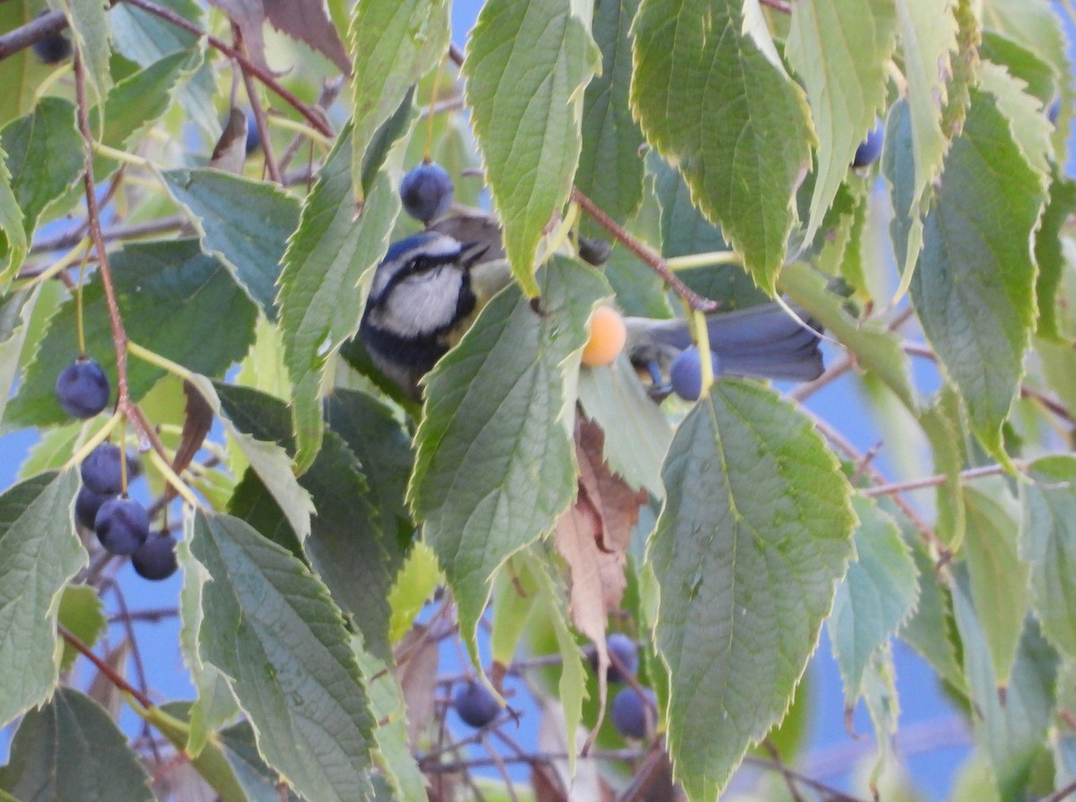 アオガラ - ML645203836