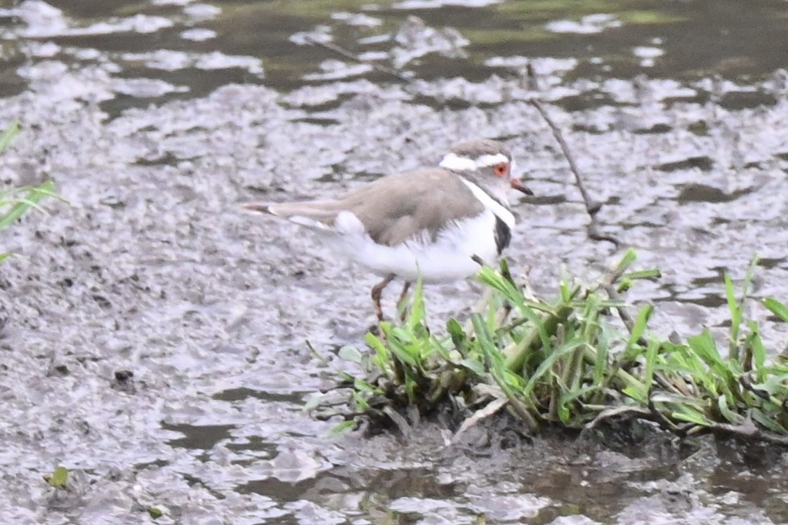 Трёхполосый зуёк - ML645203847