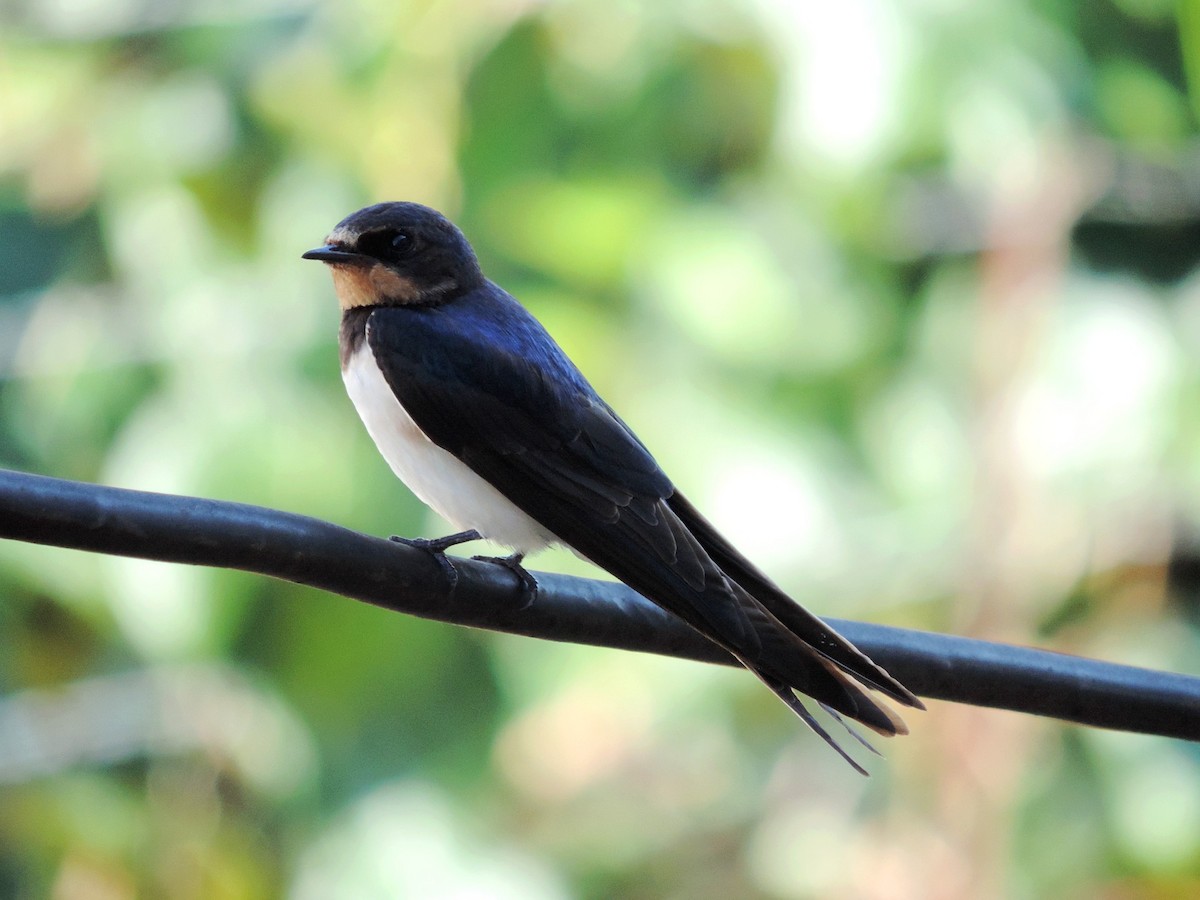 Barn Swallow - ML645203849