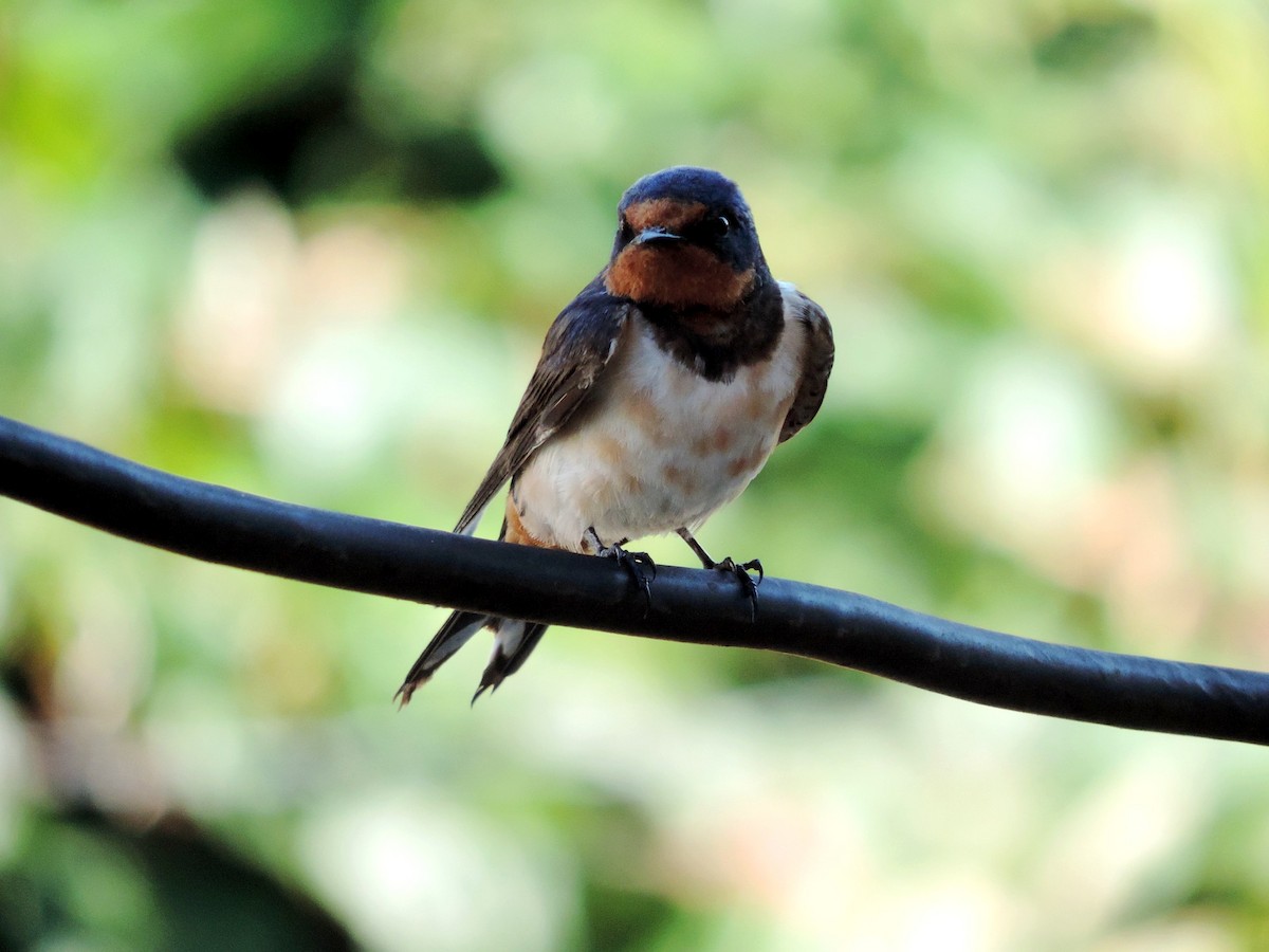 vlaštovka obecná - ML645203852