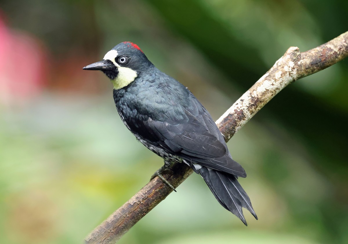 datel sběrač - ML645203853