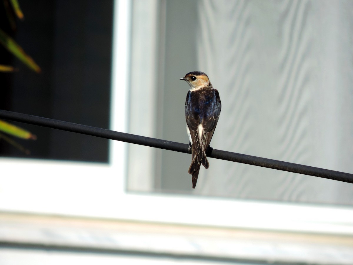 vlaštovka červenavá - ML645203856