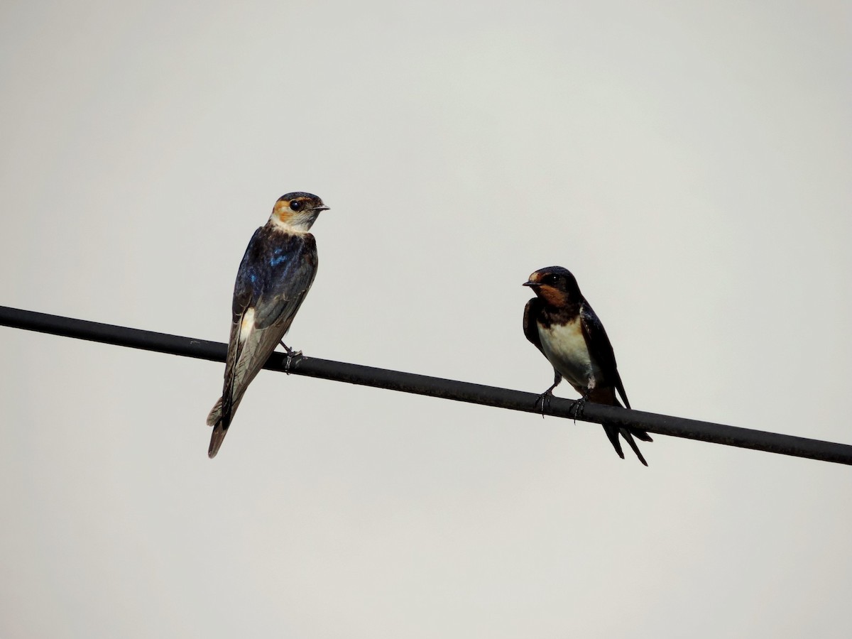 vlaštovka červenavá - ML645203857