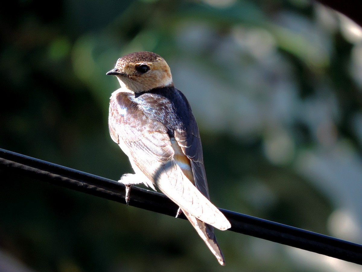 vlaštovka červenavá - ML645203858