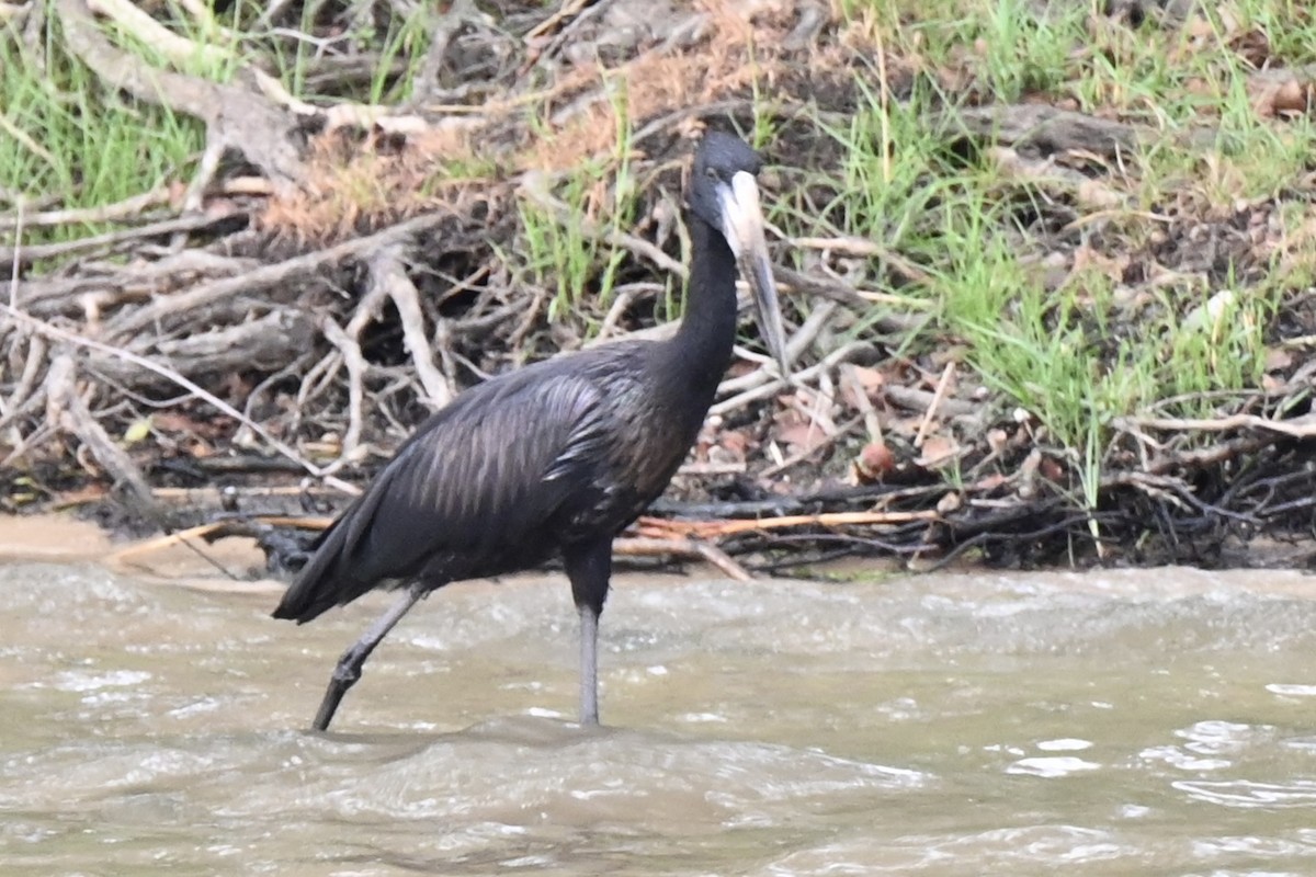 African Openbill - ML645203859