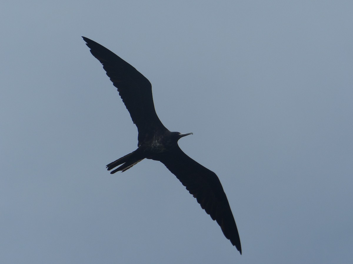 פריגט גדול - ML645203864