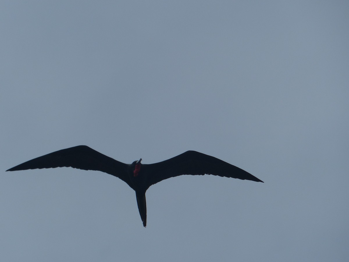 פריגט גדול - ML645203865