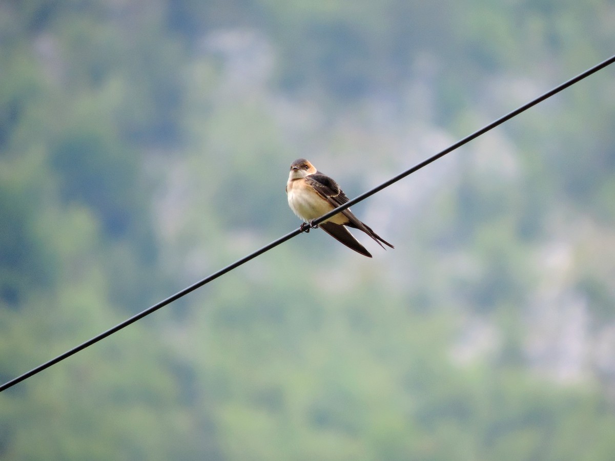 vlaštovka červenavá - ML645203869