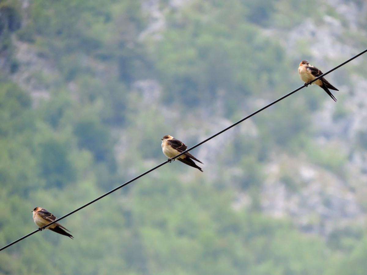 vlaštovka červenavá - ML645203870