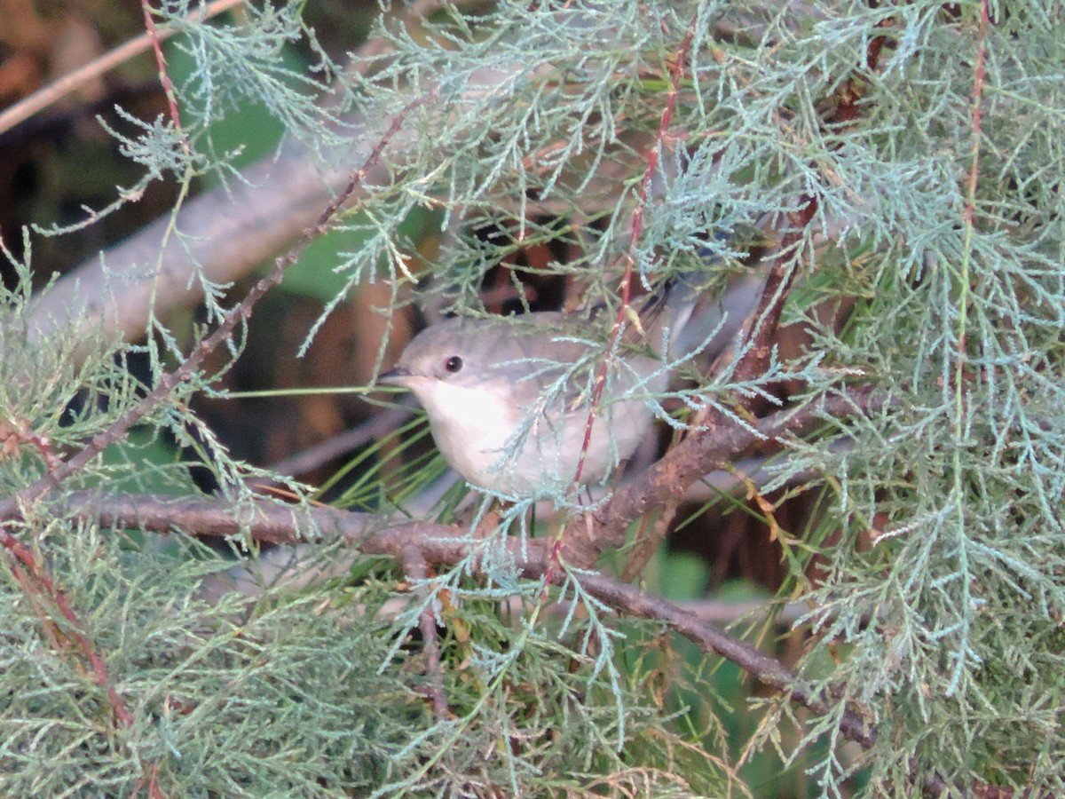 Curruca Carrasqueña Oriental - ML645203889