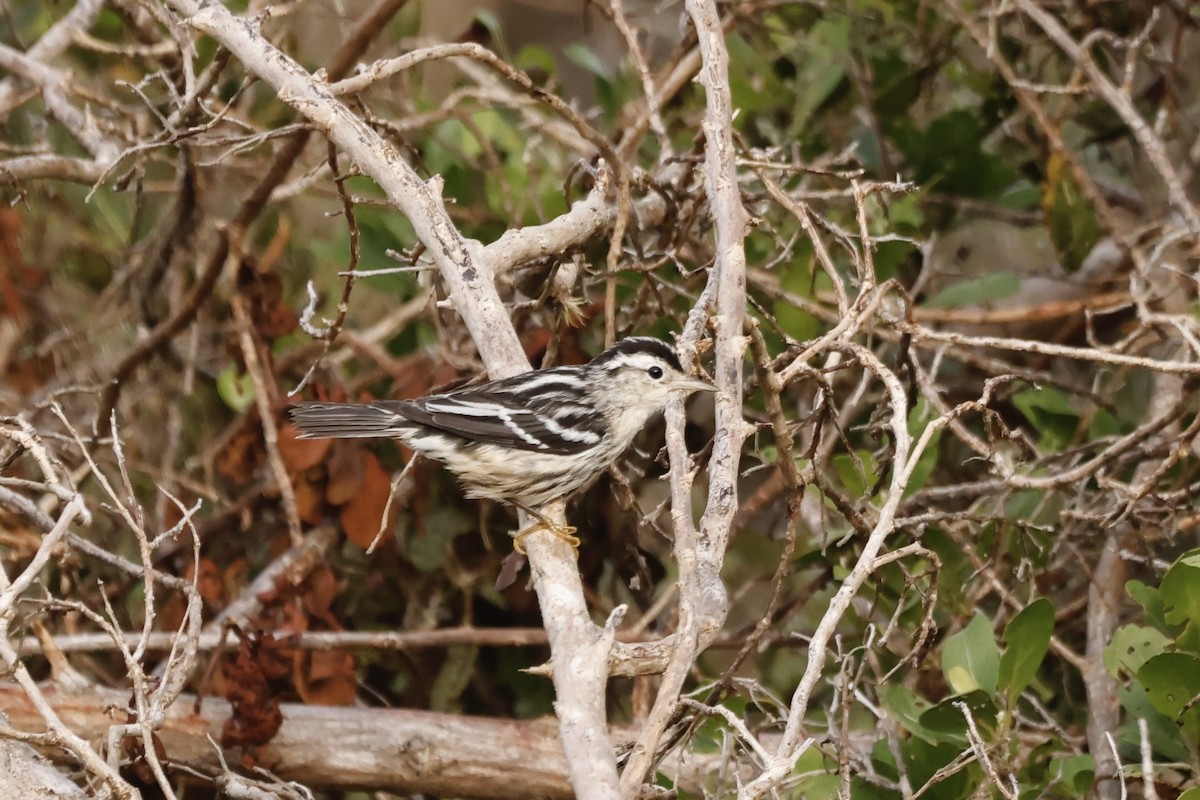 סבכון עקוד - ML645203900