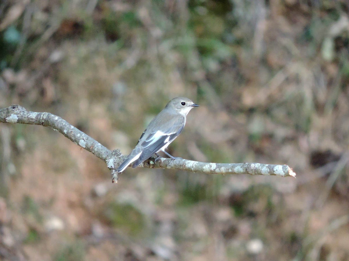 Euli-txori lepazuria - ML645203901