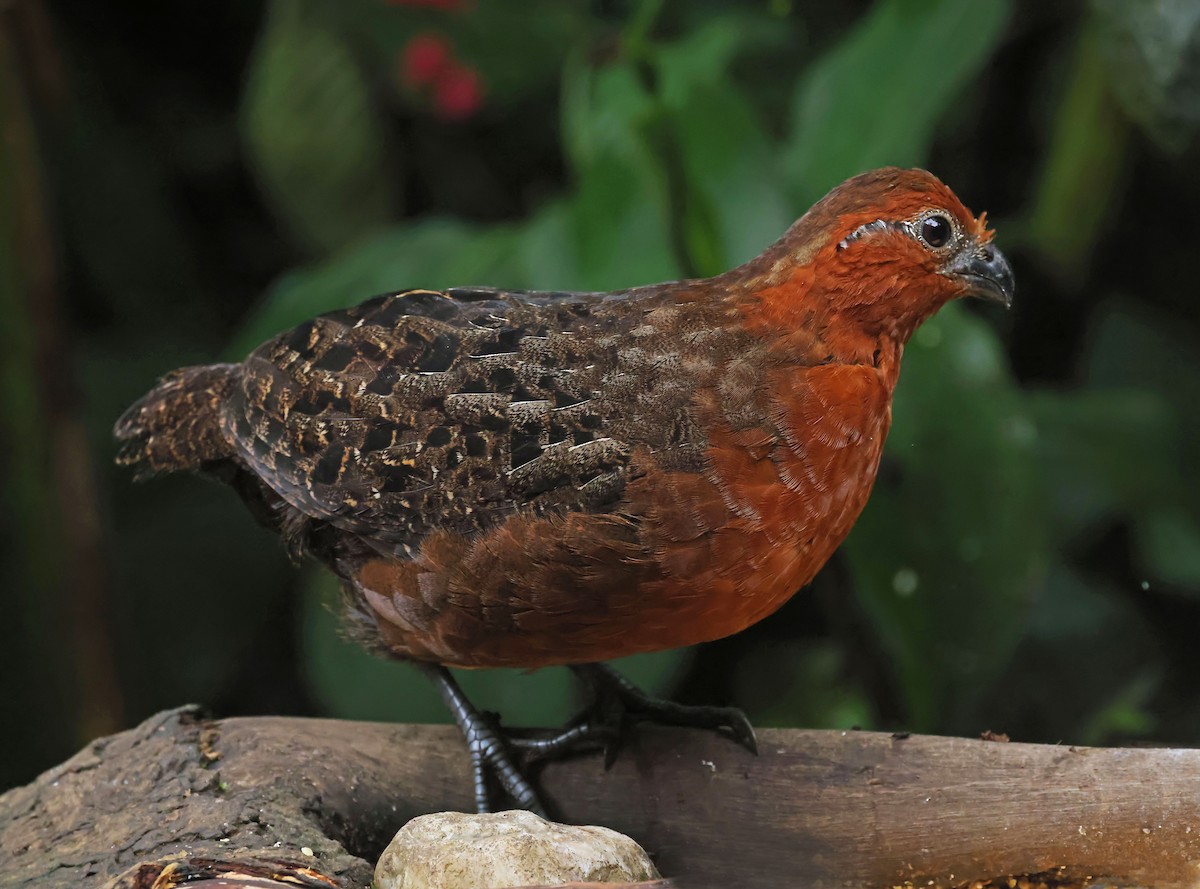 Corcovado Castaño - ML645203905