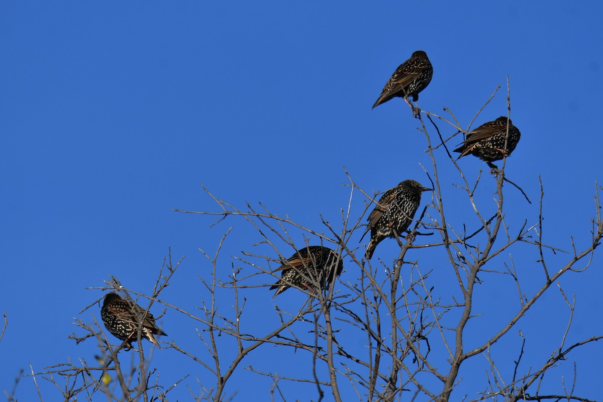 Storno - ML645203906