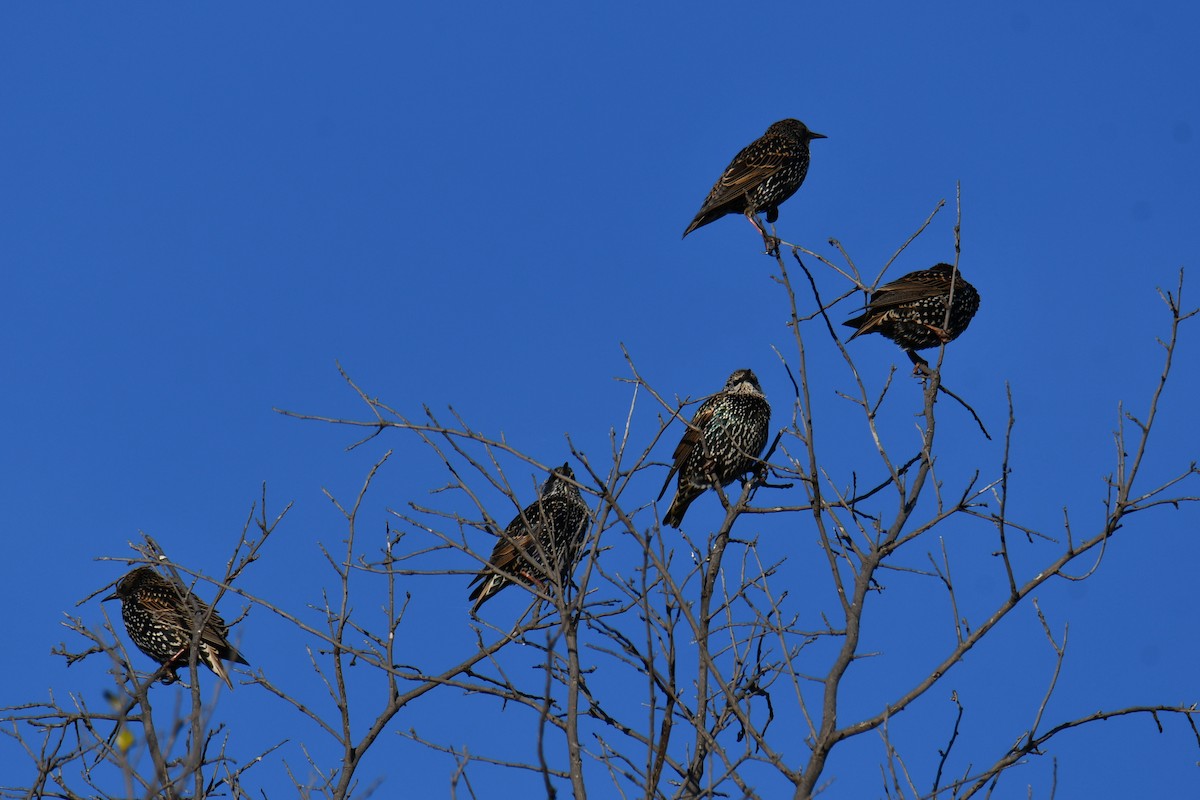 Storno - ML645203907