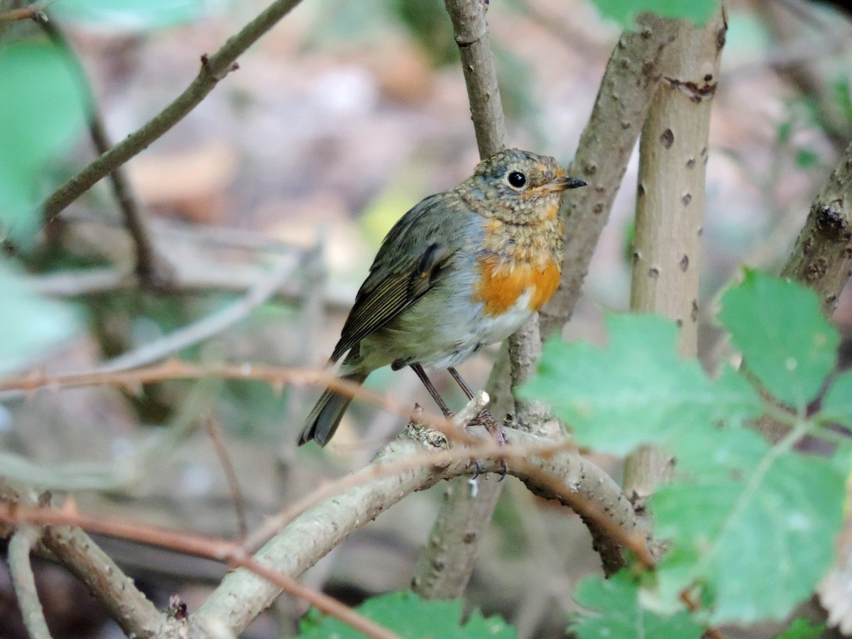 červenka obecná - ML645203909