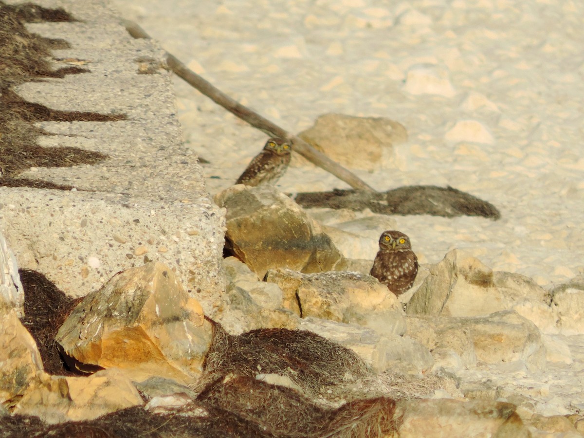 sýček obecný - ML645203911