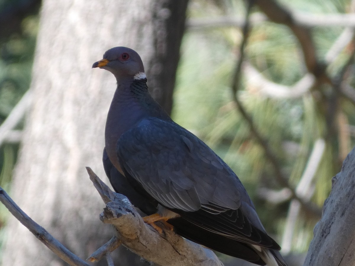 Band-tailed Pigeon - ML645203913