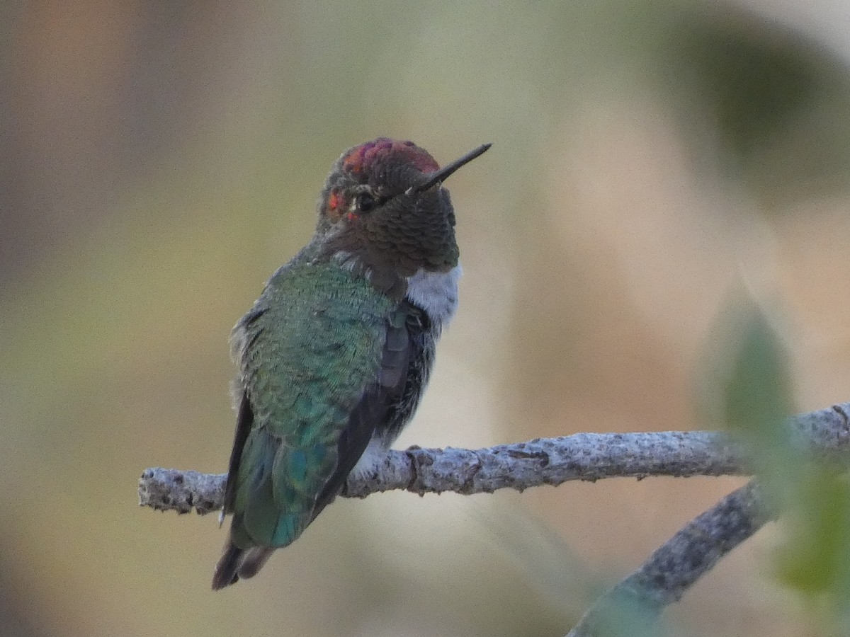 Anna's Hummingbird - ML645203923