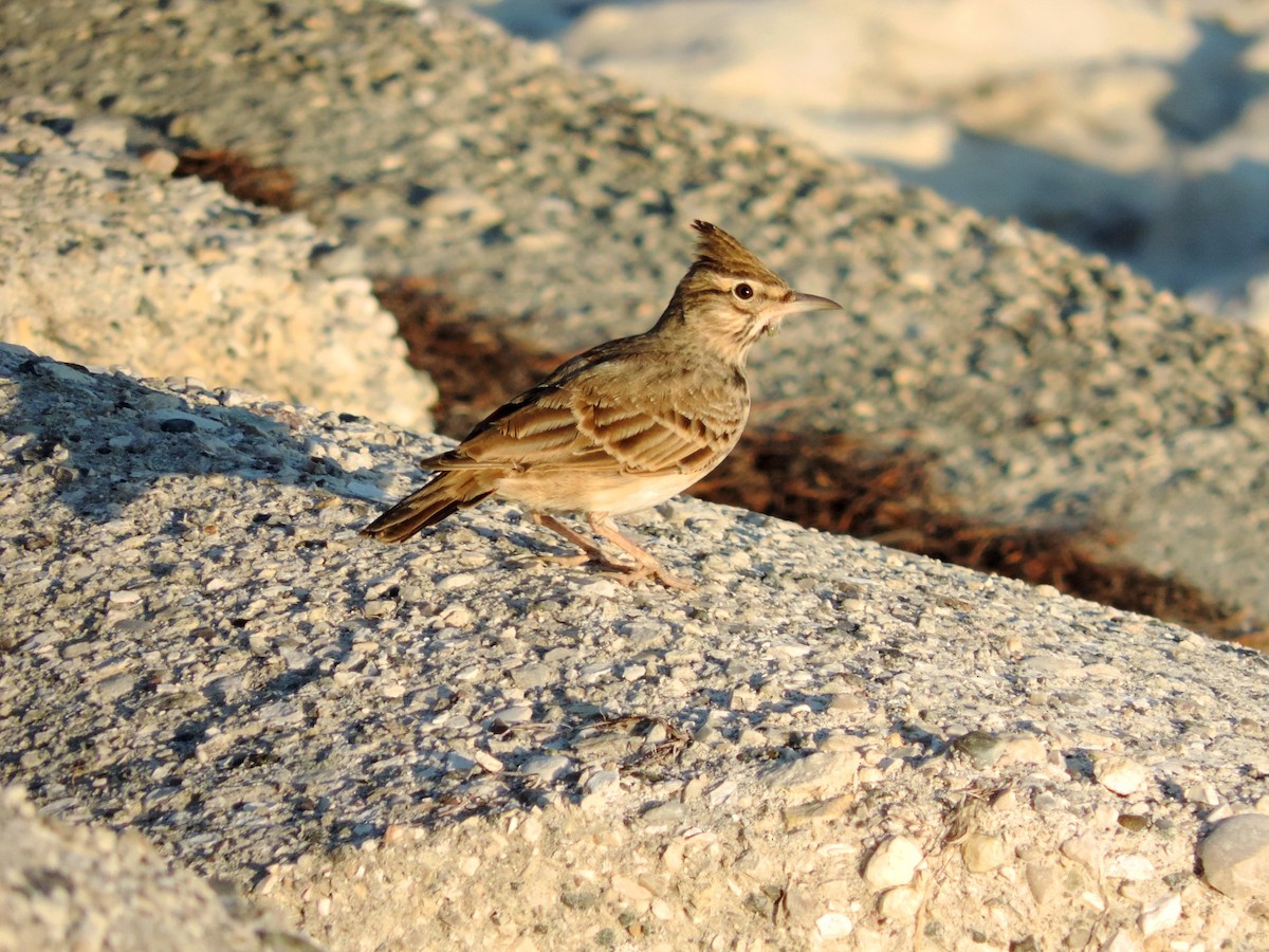 chocholouš obecný - ML645203924