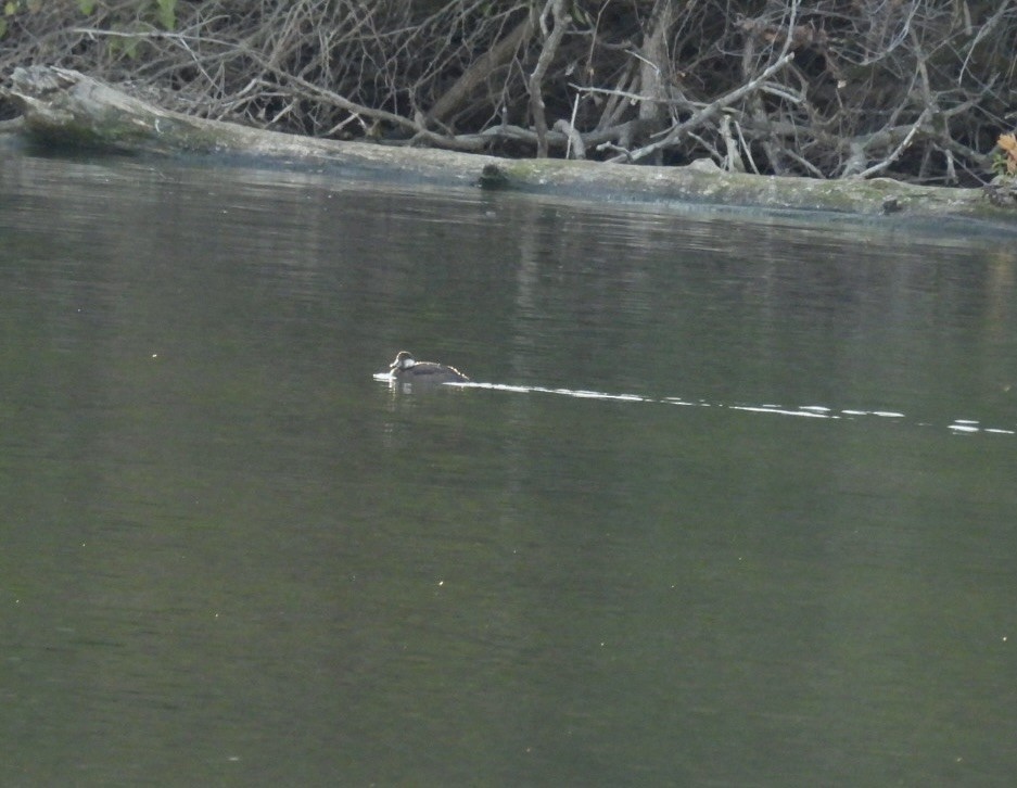 Black Scoter - ML645203927