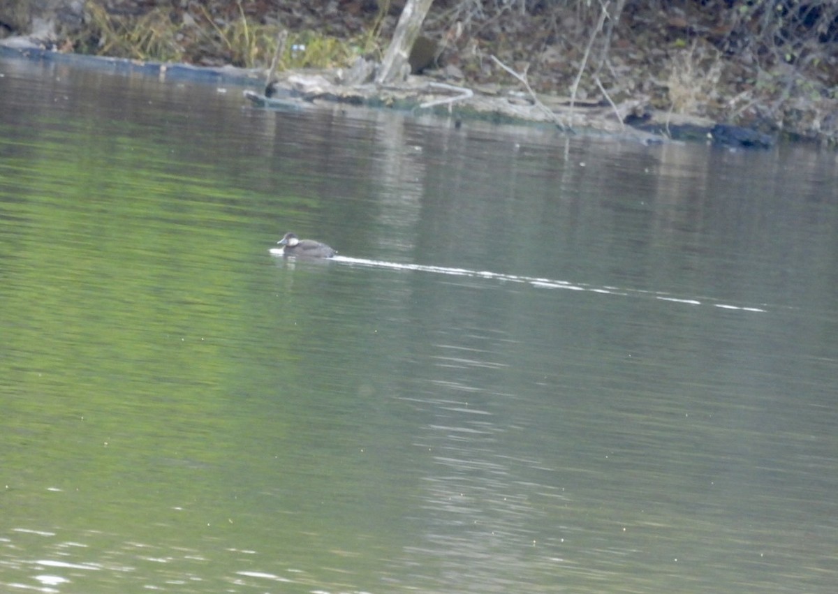 Black Scoter - ML645203928