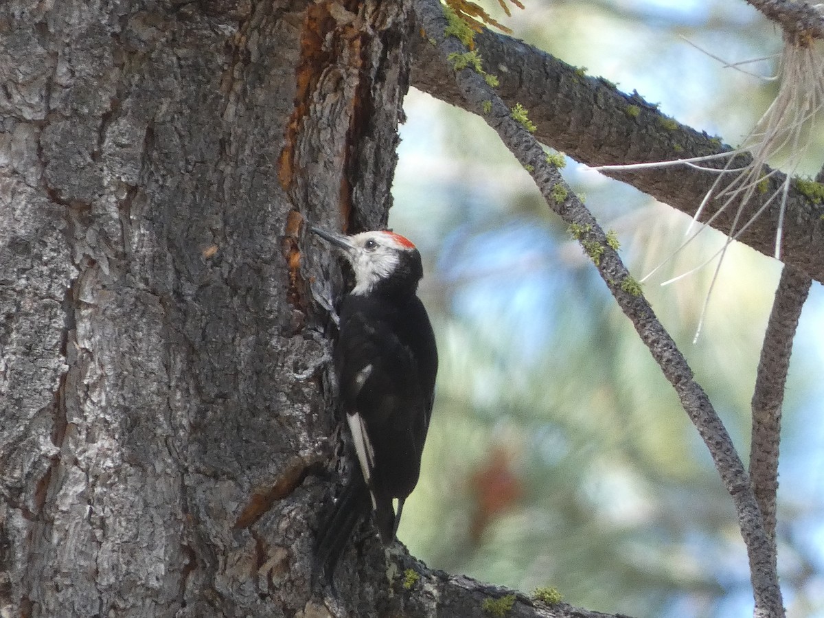 White-headed Woodpecker - ML645203929