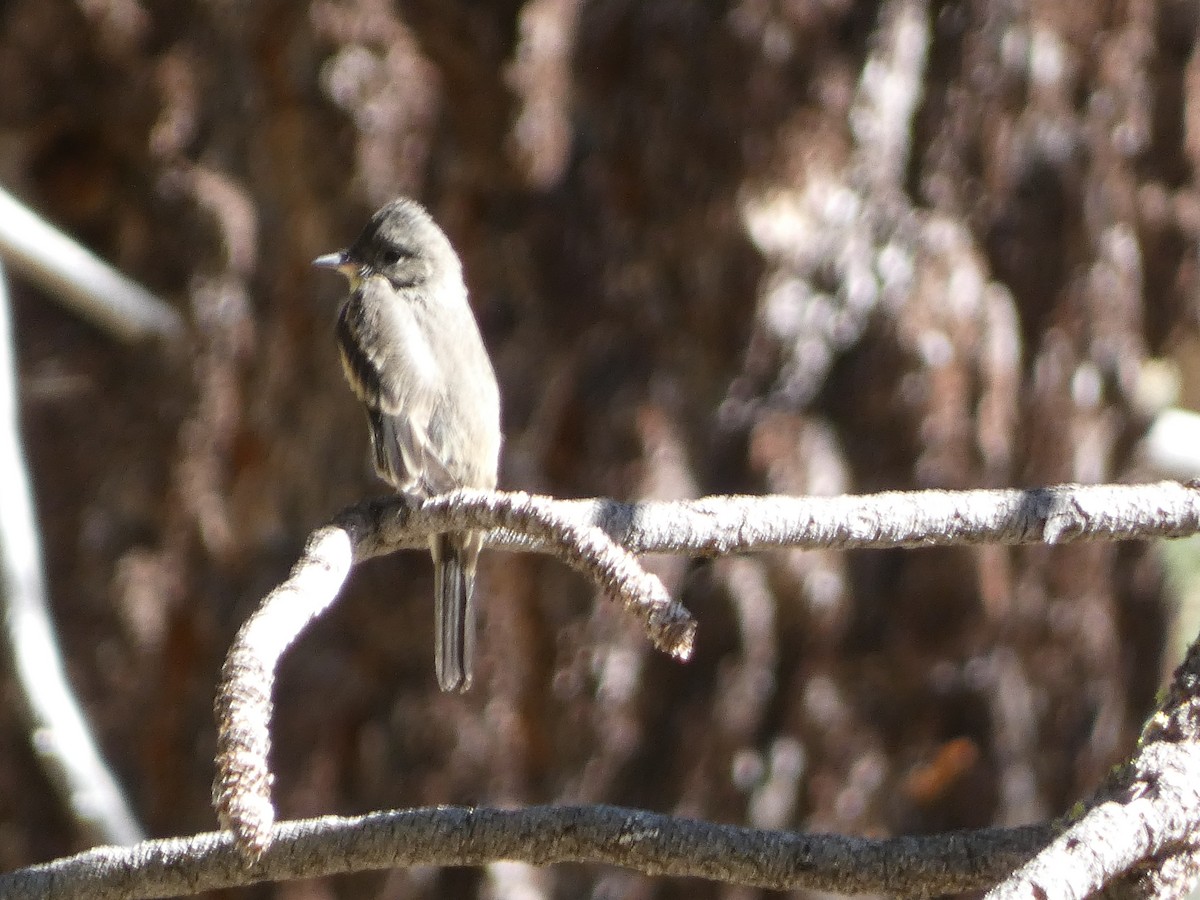 Western Wood-Pewee - ML645203931