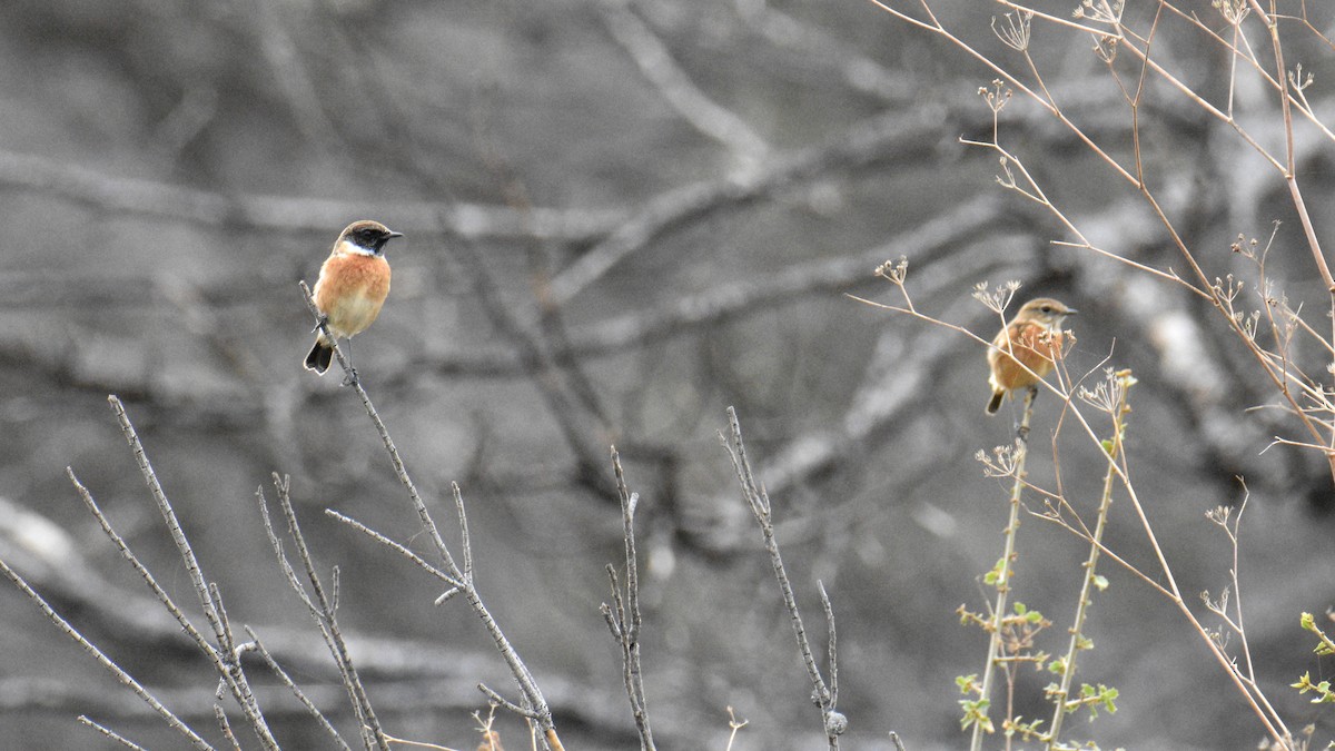 European Stonechat - ML645203932