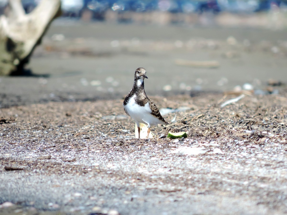 kamenáček pestrý - ML645203939