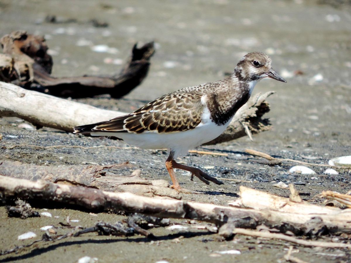 kamenáček pestrý - ML645203940