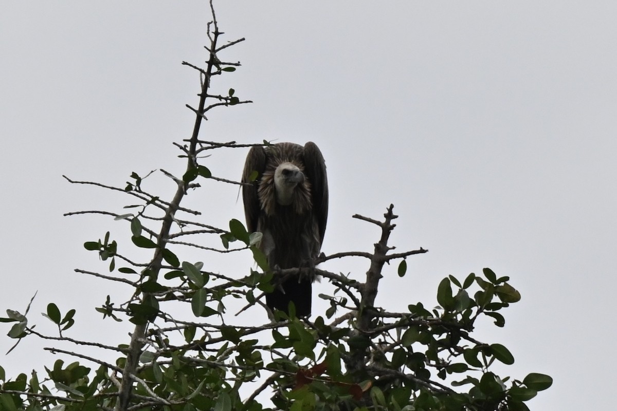 Ak Sırtlı Akbaba - ML645203942