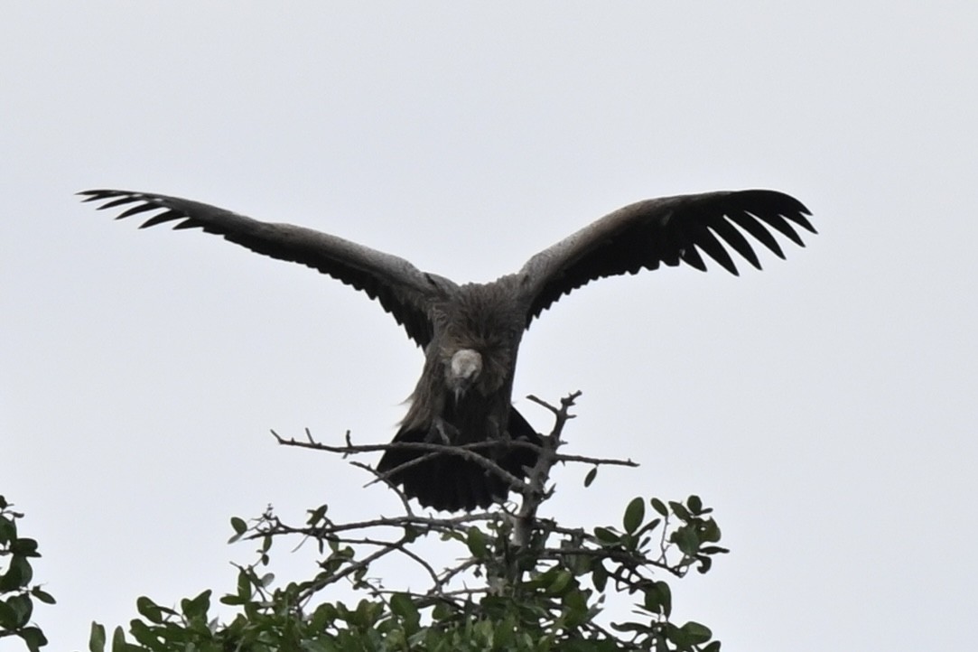 Ak Sırtlı Akbaba - ML645203943