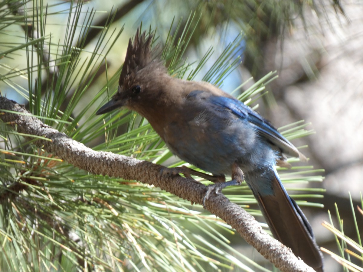 Steller's Jay - ML645203947
