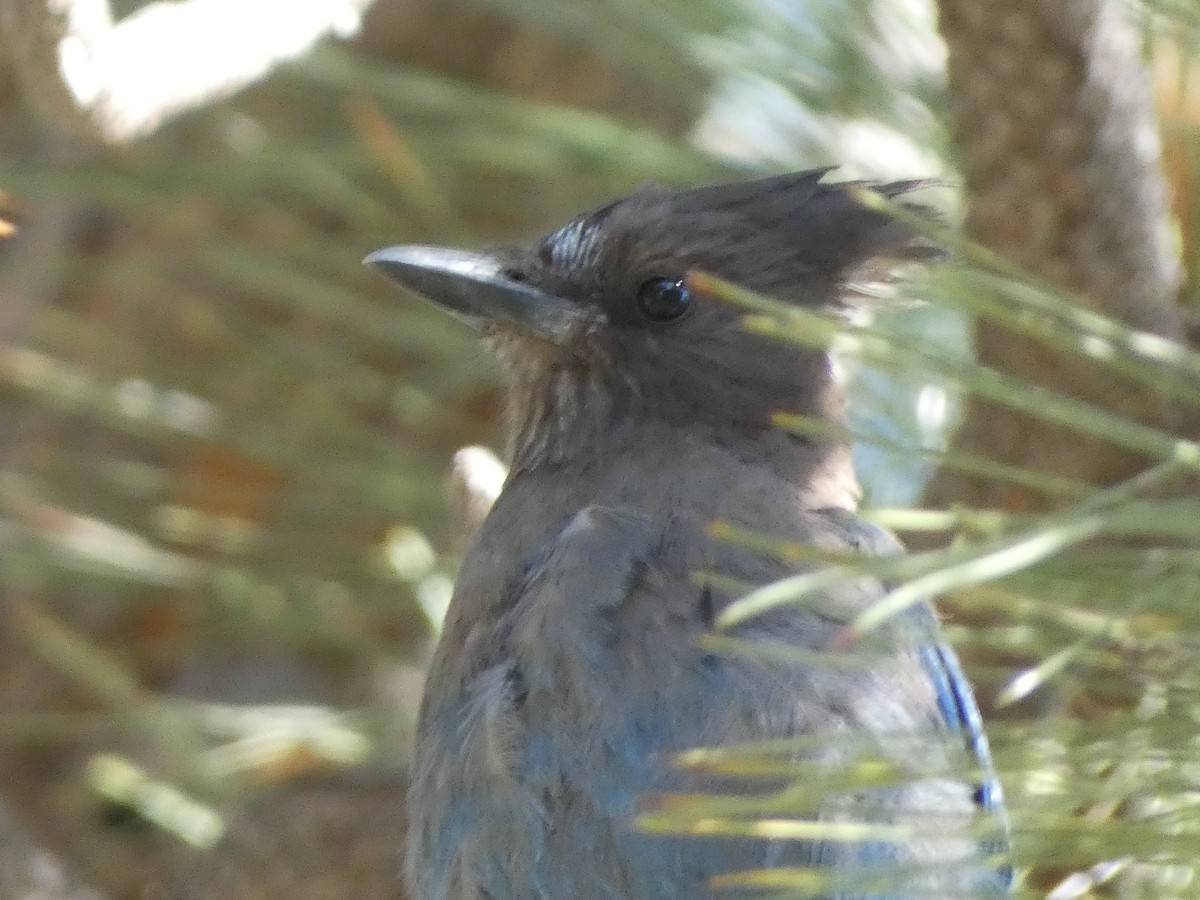 Steller's Jay - ML645203953