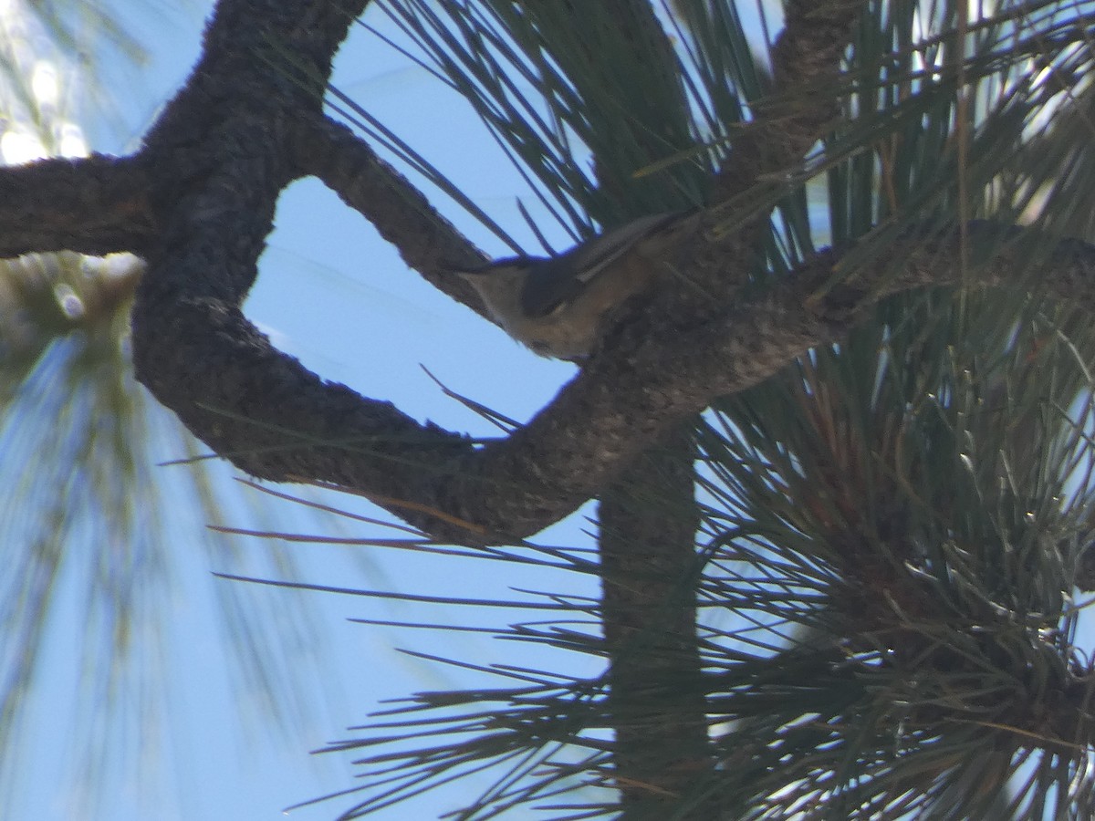 Pygmy Nuthatch - ML645203955