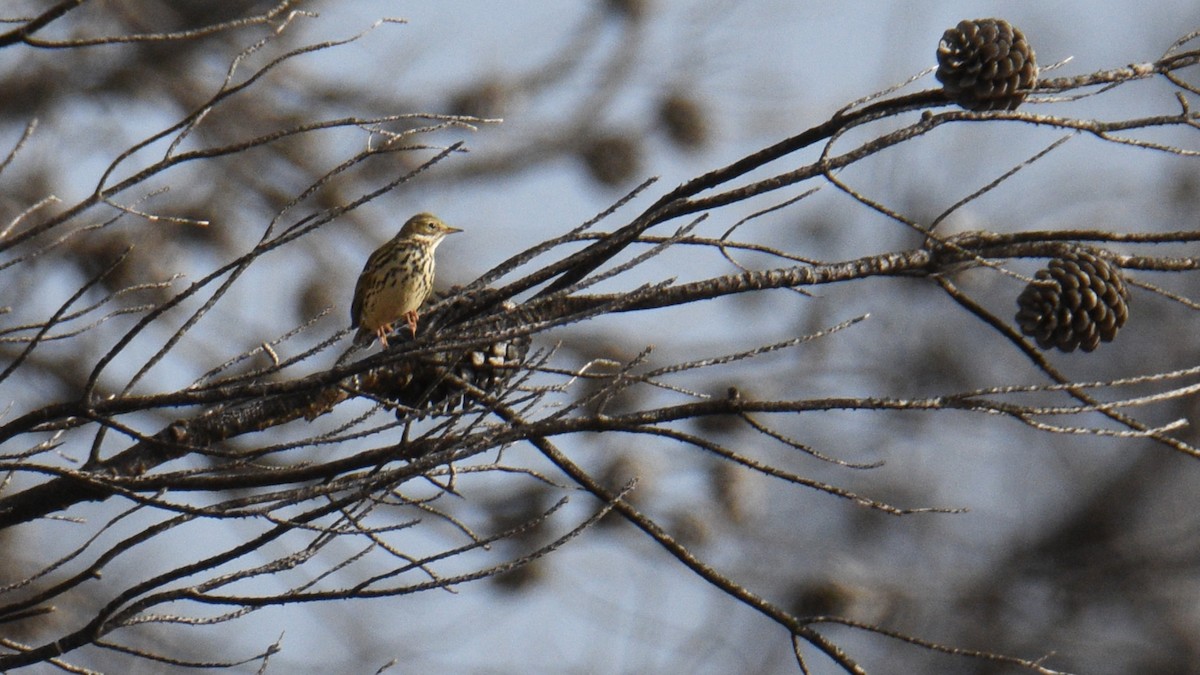 Meadow Pipit - ML645203956