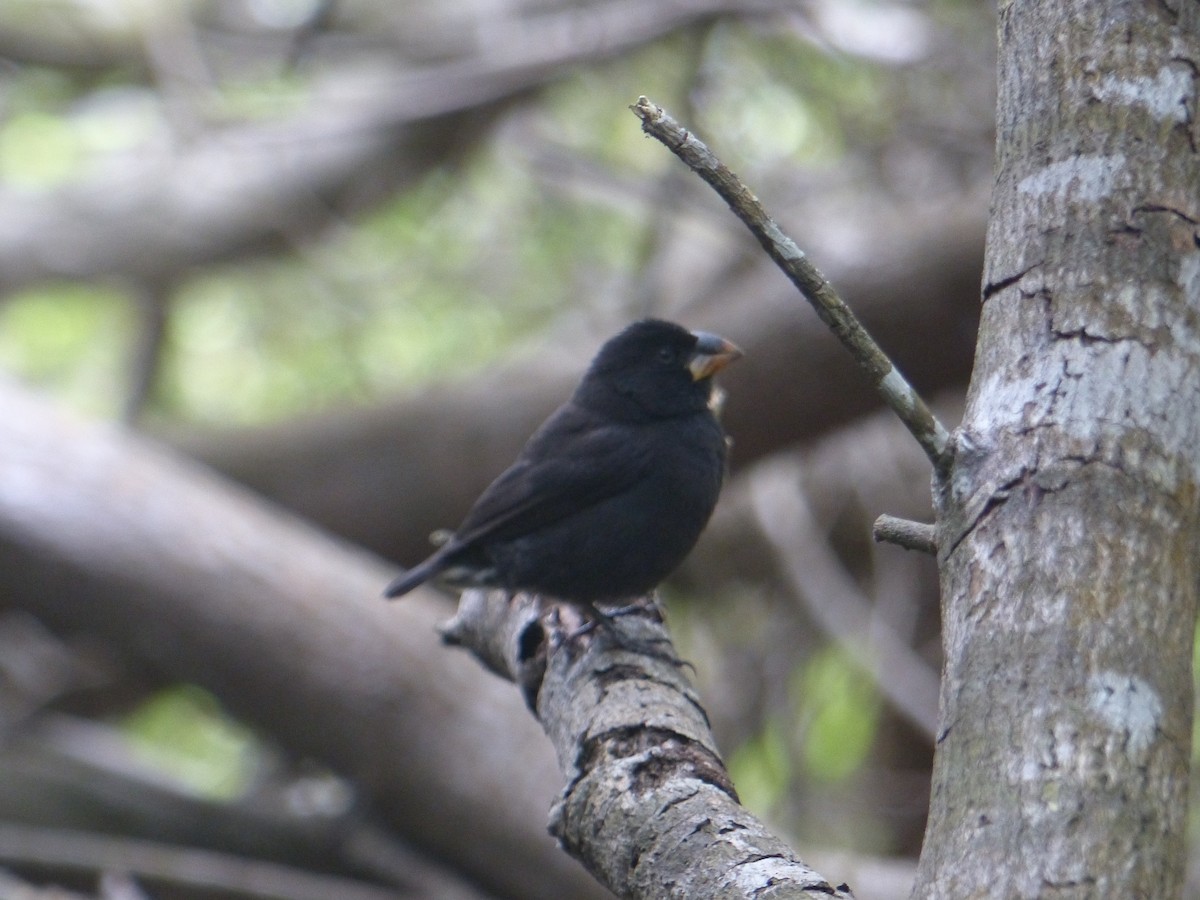 Large Ground-Finch - ML645203957
