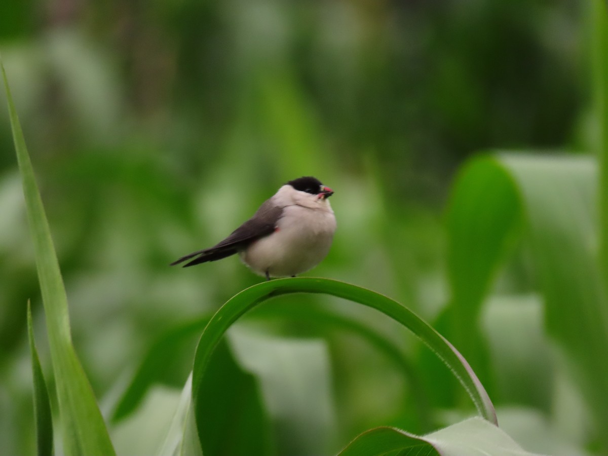 Black-crowned Waxbill - ML645203960